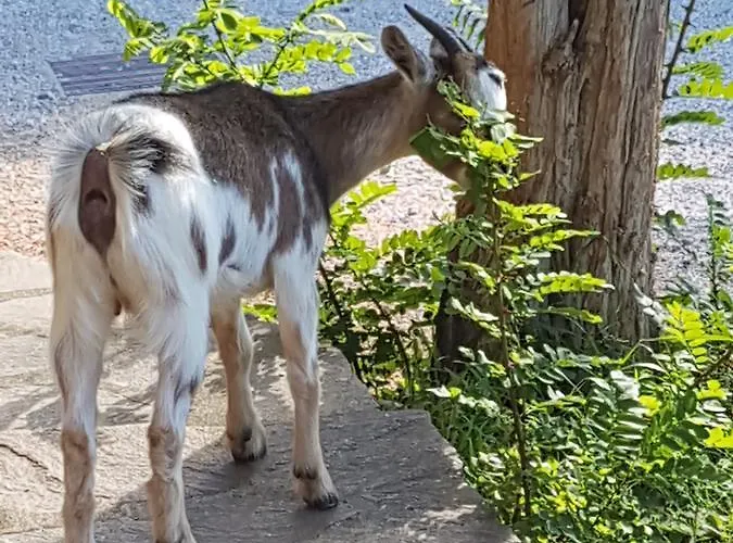 Appartamento Borgo Al Cielo - Diffuso *